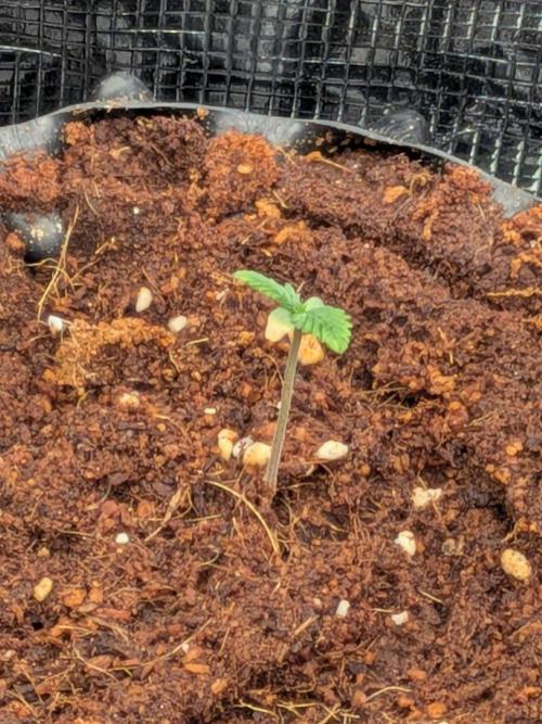 Frozen Banana F1. Week 1
