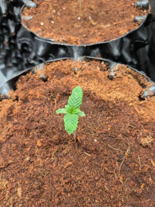 Frozen Banana F1. Week 1