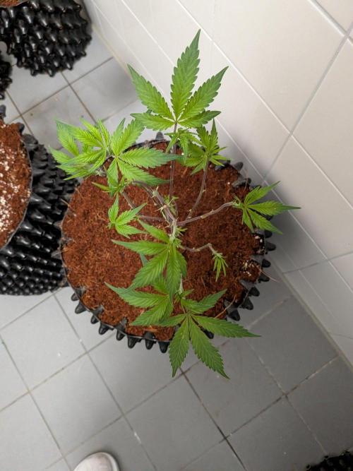 Mac1 F1 Hybrid clones. Week 3