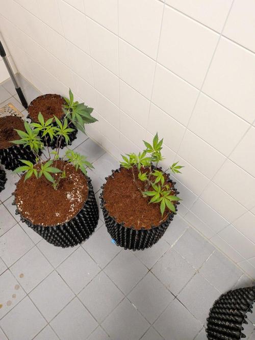 Mac1 F1 Hybrid clones. Week 3