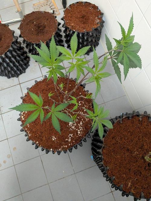 Mac1 F1 Hybrid clones. Week 3