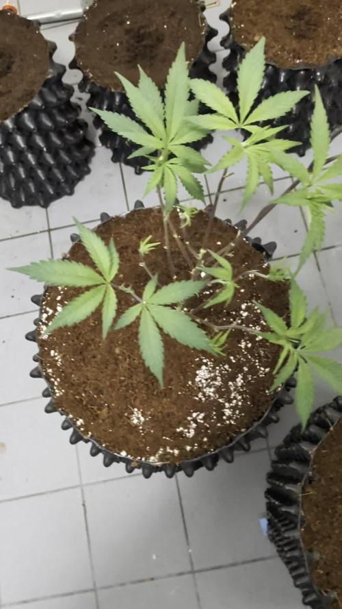 Mac1 F1 Hybrid clones