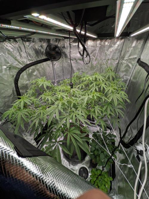 Gorilla Glue #4 x white widow. Week 16