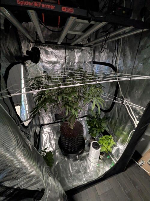 Gorilla Glue #4 x white widow. Week 16