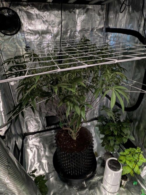 Gorilla Glue #4 x white widow. Week 16