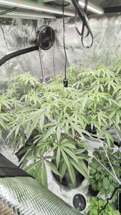 Gorilla Glue #4 x white widow