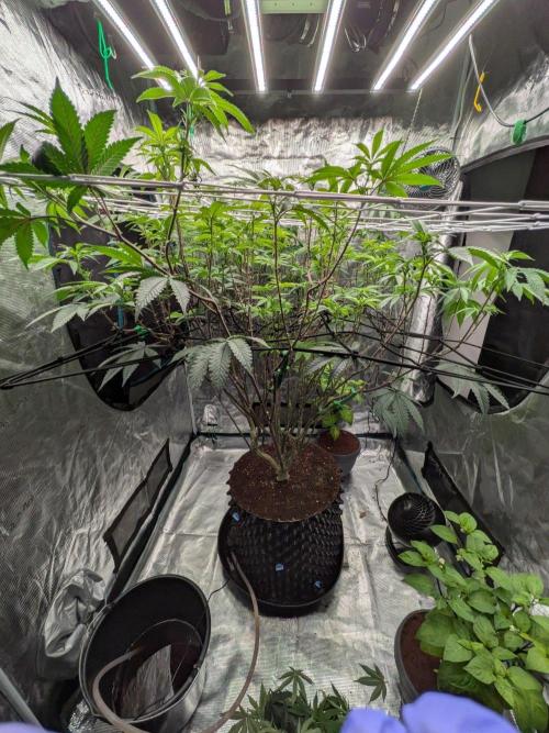 MAC1 starting from week 13 veg. Week 16