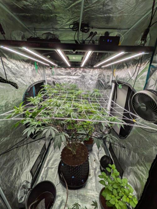 MAC1 starting from week 13 veg. Week 16