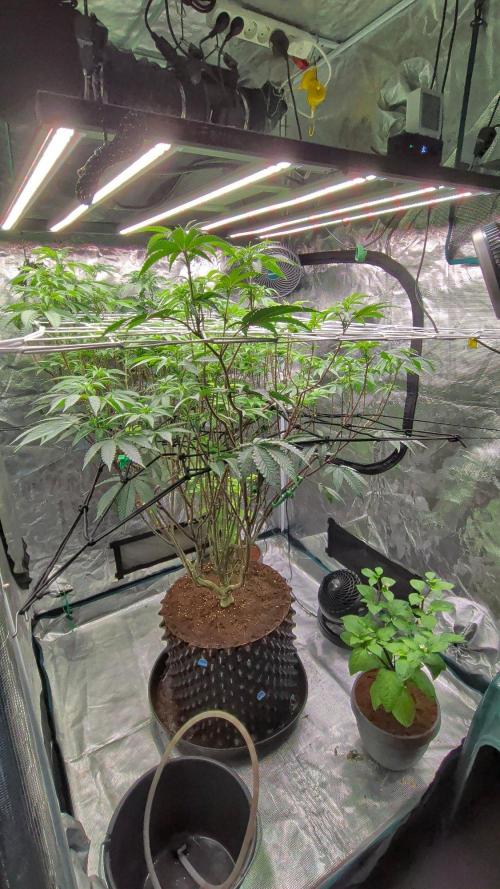 MAC1 starting from week 13 veg. Week 16