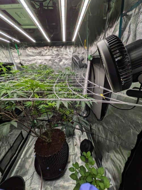 MAC1 starting from week 13 veg. Week 16