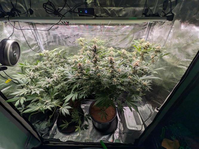 Gorilla Glue #4 x White Widow. Week 6
