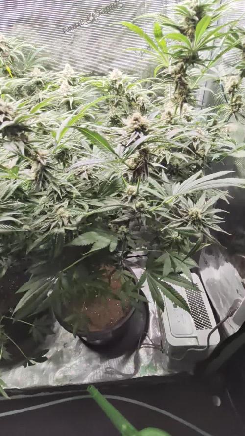 1x Gorilla x White Widow