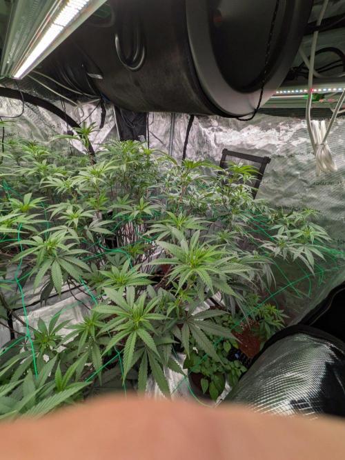 Mac1 F1 Hybrid. Week 17
