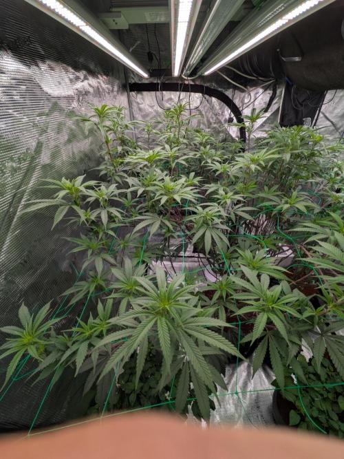 Mac1 F1 Hybrid. Week 17