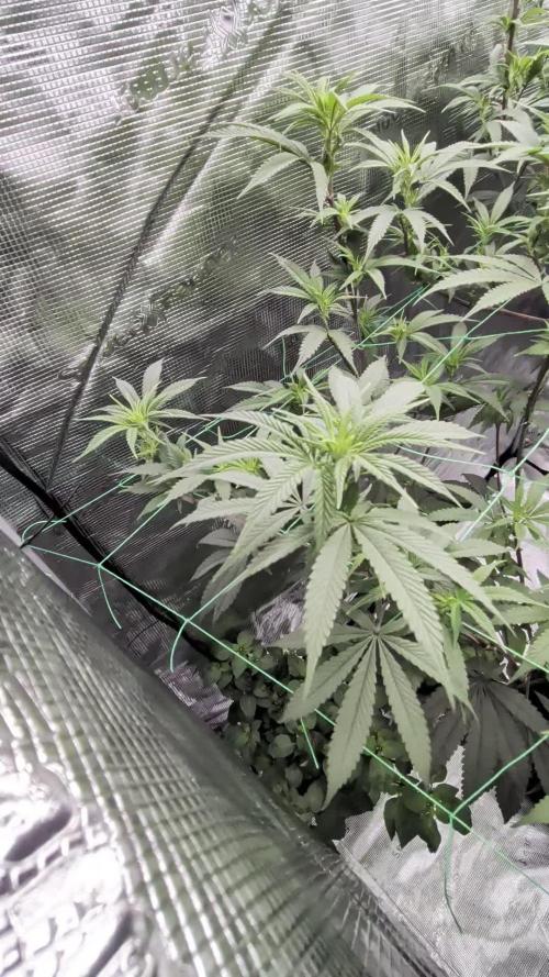 Mac1 F1 Hybrid