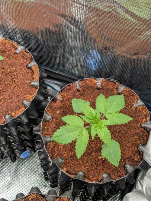 Tangerine Dream. Week 3