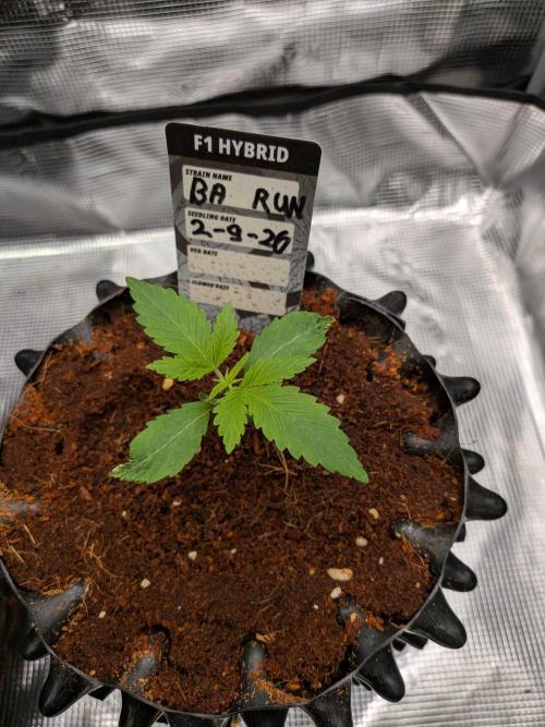 Banana Runtz F1 hybride. Week 2