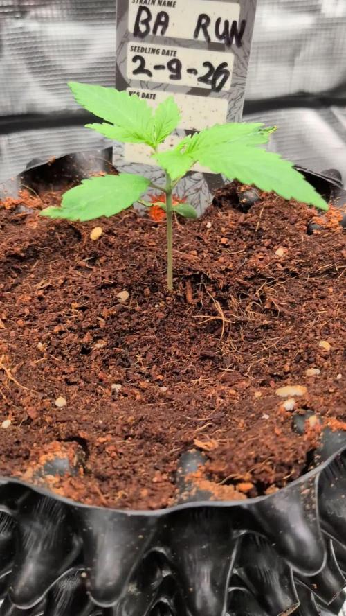 Banana Runtz F1 hybride