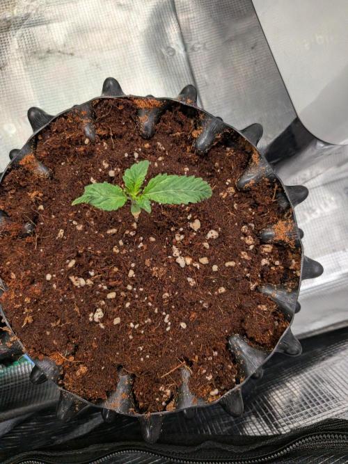 Frozen Banana F1. Week 2
