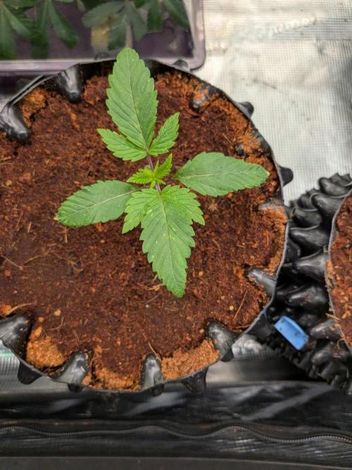 Frozen Banana F1. Week 2