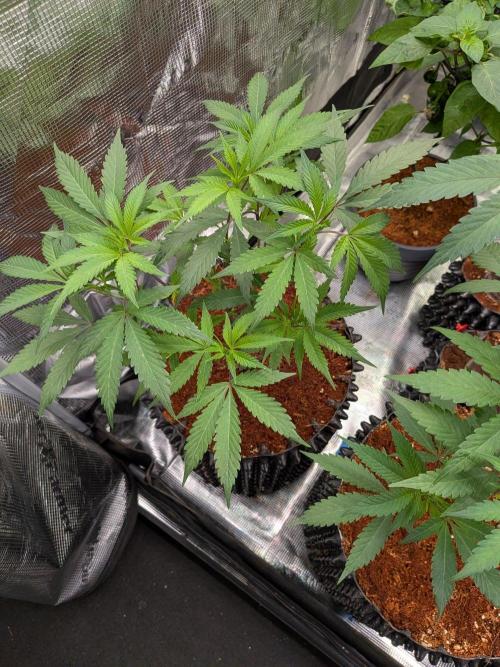 Mac1 F1 Hybrid clones. Week 4