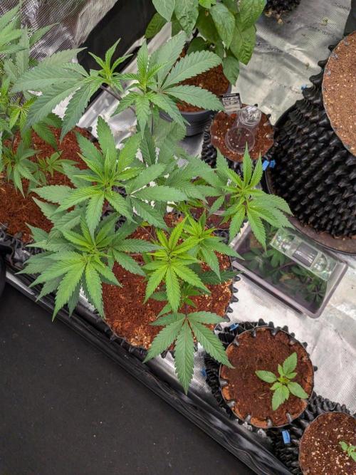 Mac1 F1 Hybrid clones. Week 4