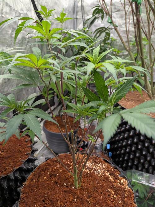 Mac1 F1 Hybrid clones. Week 4