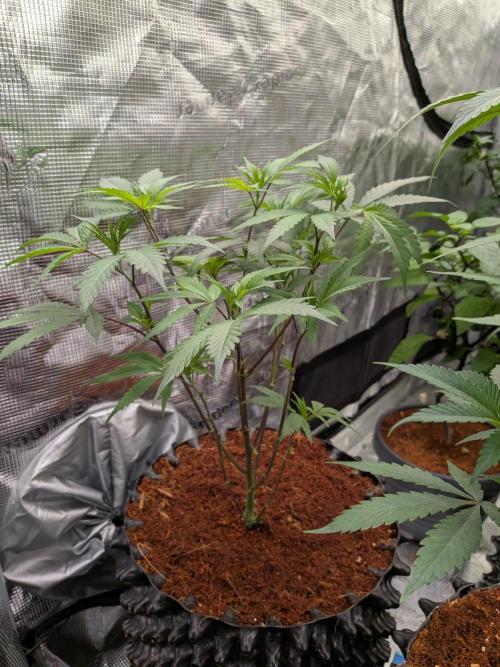 Mac1 F1 Hybrid clones. Week 4