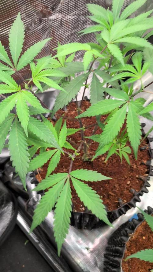 Mac1 F1 Hybrid clones