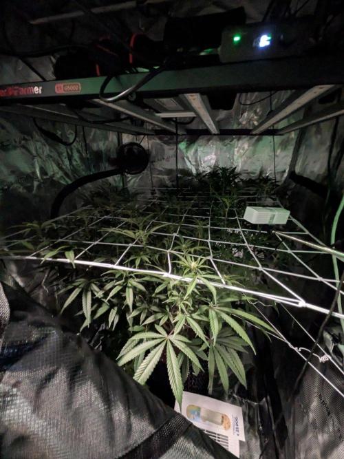 Gorilla Glue #4 x white widow. Week 17