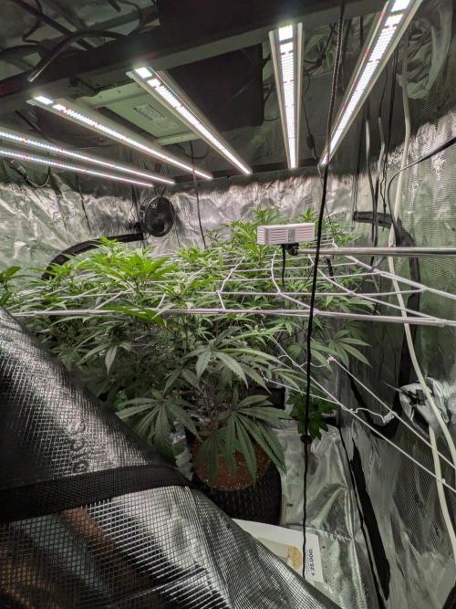 Gorilla Glue #4 x white widow. Week 17