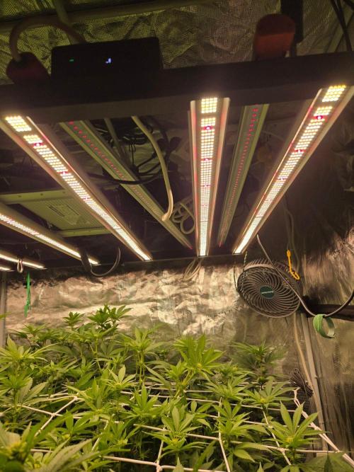 MAC1 starting from week 13 veg. Week 17