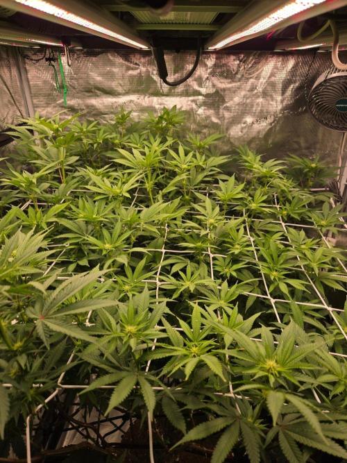 MAC1 starting from week 13 veg. Week 17