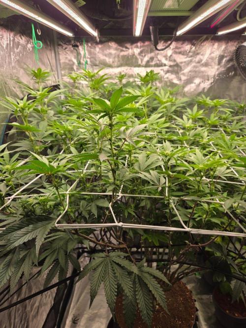 MAC1 starting from week 13 veg. Week 17