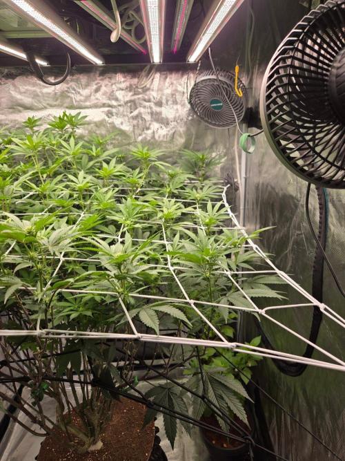 MAC1 starting from week 13 veg. Week 17