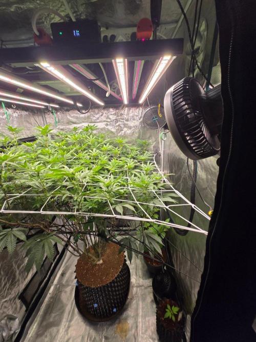 MAC1 starting from week 13 veg. Week 17