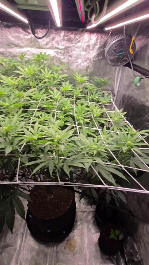 MAC1 starting from week 13 veg