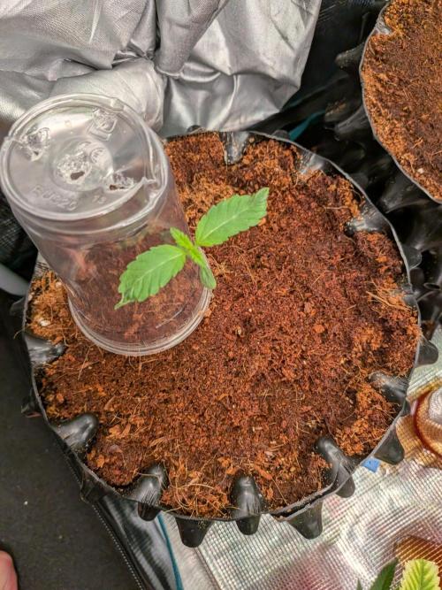 Expert Gorilla aka Gorilla Glue nr4. Week 1