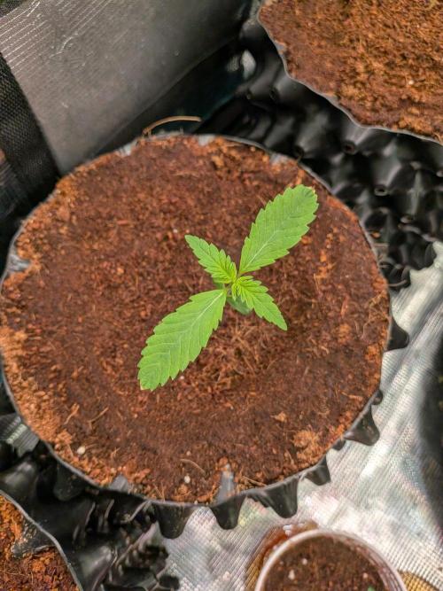 Expert Gorilla aka Gorilla Glue nr4. Week 1