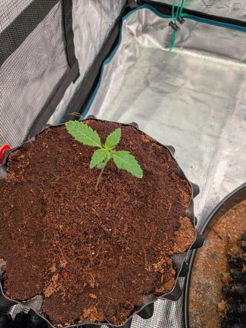 Expert Gorilla aka Gorilla Glue nr4. Week 1