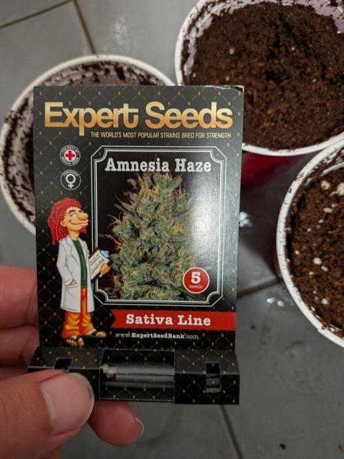 Amnesia Haze Part 2. Week 0