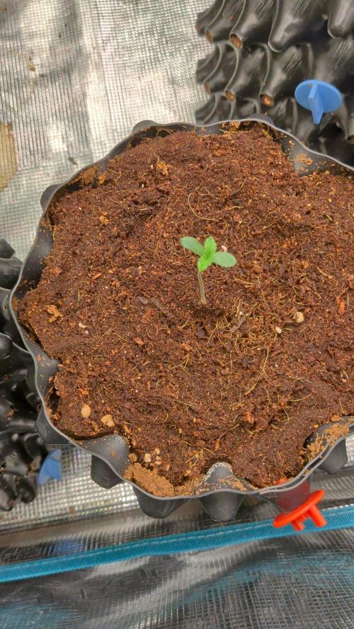 Banana Runtz F1 HYBRID Part 2. Week 0