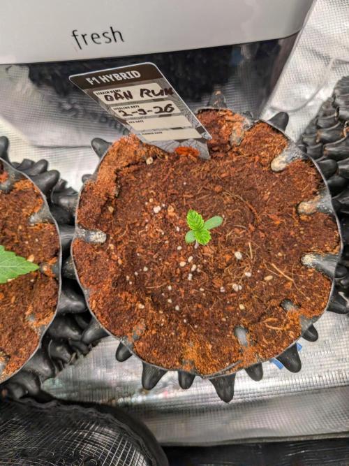 Banana Runtz F1 HYBRID Part 2. Week 0