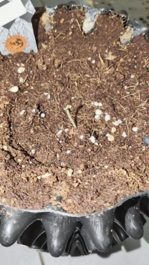 Banana Runtz F1 HYBRID Part 2