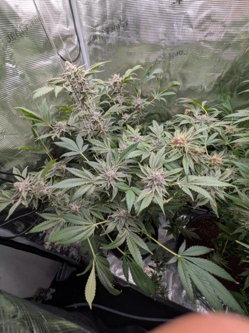 Gorilla Glue #4 x White Widow. Week 7