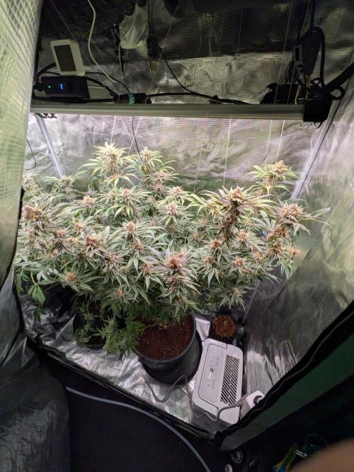 Grow Tent 5x5x6.5. Week 7