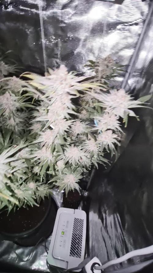 1x Gorilla x White Widow