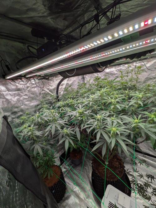 Mac1 F1 Hybrid. Week 18