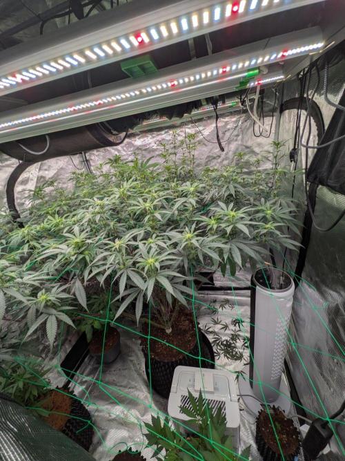 Mac1 F1 Hybrid. Week 18