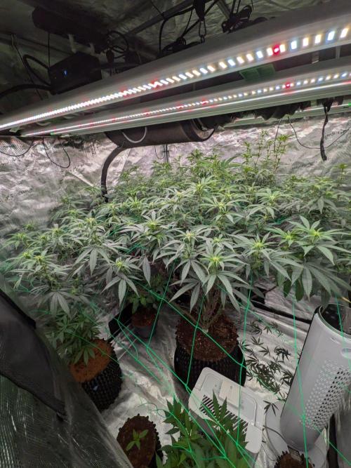 Mac1 F1 Hybrid. Week 18